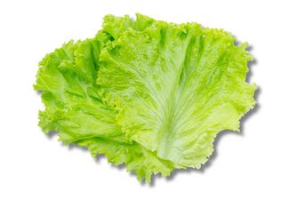 Lechuga